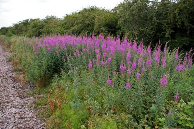Rosebay willowherb growing alongside railway tracks (Photographer David Wright on Geograph: https://www.geograph.org.uk/photo/197870)