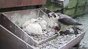 Peregrine falcon and chicks on Salisbury Cathedral spire, 2014.