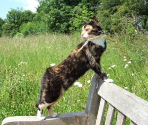 Ballou on the lookout in the conservation area.