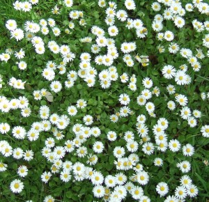 Daisies (Bellis perennis) growing in Wiltshire, may 2013.