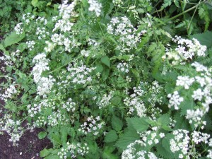 Cow parsley (Anthriscus sylvestris).