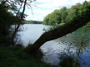 Looking northwards up the lake.