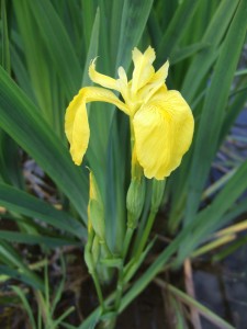 Yellow flag iris (Iris pseudacorus) 