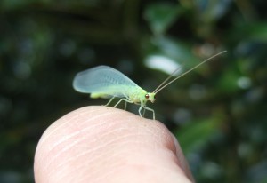 Lacewing (Chrysoperla carnea) on Chap's finger 