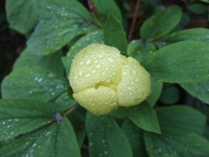 Molly the Witch in bud (Paeonia daurica subsp. mlokosewitschii).