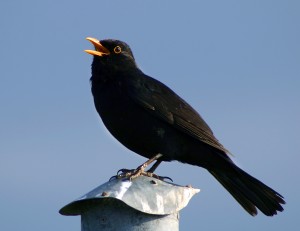 A male blackbird singing. Photograph by Malene Thyssen.