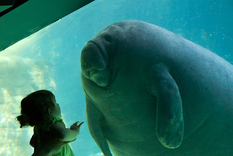 A dugong and a little girl.