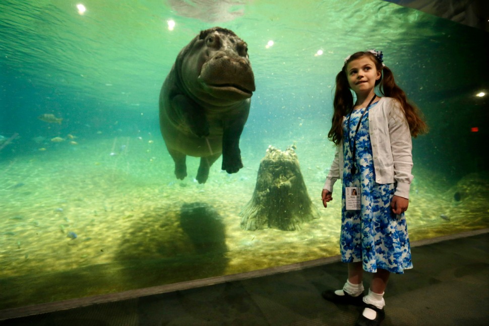 Genny, a 4,000 pound hippopotamus, at the Adventure Aquarium in Camden, New Jersey, US.