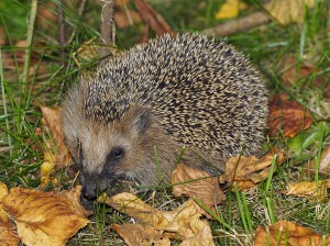 Hedgehog (Erinaceus europaeus). Photo by Jörg Hempel.