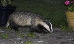 Badger (meles meles). Photo by Chris P.