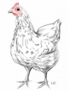 Australorp chicken by Linda Coleman.