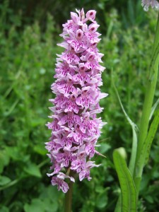 Common spotted orchid in our garden, 14 June 2006. The spots on the leaves, from which it gets its name, are visible.