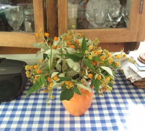 Buddleja globosa. This flowers earlier than the common buddleja (B. davidii) and it's so unusual: lovely globby flowers. And they just had to go in an orange jug!