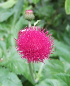 Cirsium rivulare 'Atropurpureum'. The bees love this thistle.