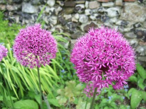 Allium hollandicum.