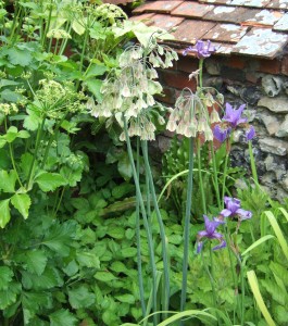 Nectaroscordum siculum, Iris sibirica 'Caesar' and Smyrnium olusatrum (Alexanders). Plus a load of weeds ...