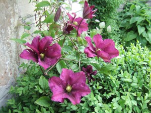 Clematis 'Niobe'.