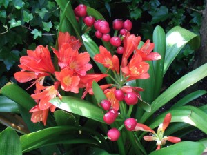 Clivia miniata. I put these out for the summer but they have to come inside for the winter before the first frosts.