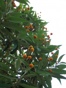 Buddleja globosa.