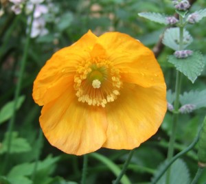 Meconopsis cambrica (orange Welsh poppy) 