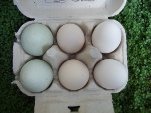 Delicious fresh eggs from happy chickens!