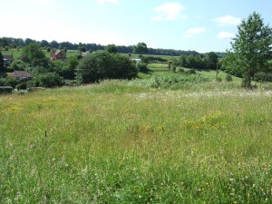 The conservation area of the allotments - a beautiful wildflower meadow.