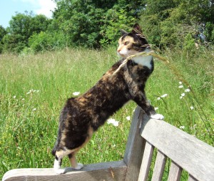 Ballou on the lookout in the conservation area. 