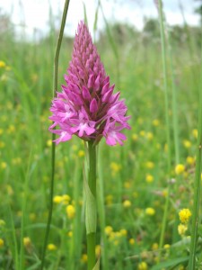 The well-named Pyramidal orchid on the allotments, 16 June 2008.