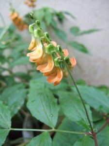 Lathyrus aureus, This one's my baby - I grew it from seed.