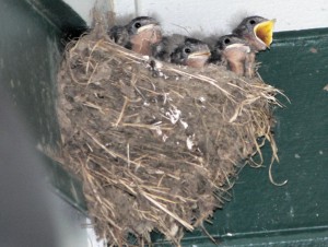 Swallow chicks in their nest (and oomska). Photo by User:Wsiegmund on Wikimedia.