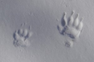 Badger tracks in snow. Photo by James Lindsey.