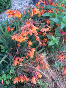 Crocosmia × crocosmiiflora 'Star of the East' with a few orange Tropaeolum majus (nasturtiums). 