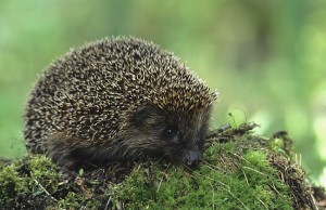 Hedgehog (Erinaceus europaeus). Photo by Marek Szczepanek.
