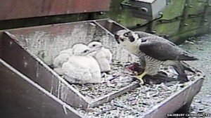 Peregrine falcon and chicks on Salisbury Cathedral spire, 2014.