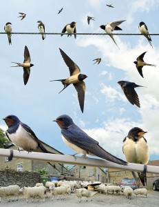 Swallows (image from Richard Crossley - The Crossley ID Guide Britain and Ireland)