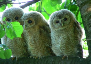 Tawny owl chicks. Photo by Artur Mikołajewski.
