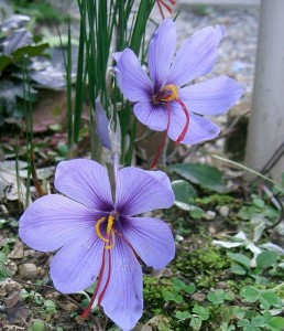 Saffron crocus (Crocus sativus), with the three long orange visible.