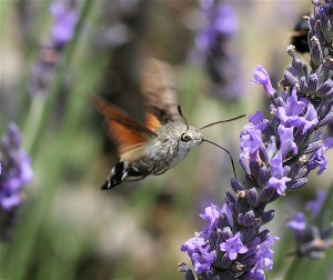 Hummingbird hawk-moth (Macroglossum stellatarum). Photo by IronChris.