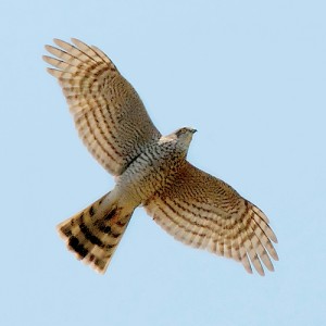 Sparrowhawk (Accipiter nisus) in flight, seen from underneath. Photo by Christian Knoch. 