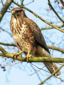 Buzzard (common buzzard, Buteo buteo). Photo by Arend.