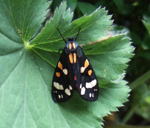 Scarlet tiger moth on an Alchemilla mollis leaf in our garden.