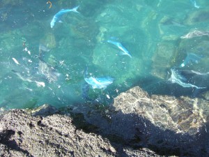 Blue maumau at Goat Island marine reserve.