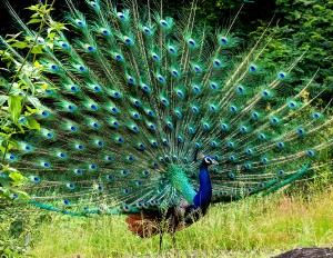 Peacock in display. Photo by N A Nazeer.