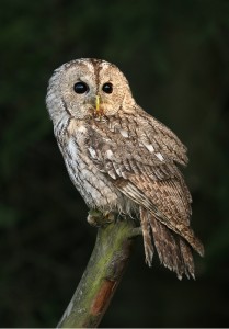 Tawny owl (Strix aluco). Photo by Martin Mecnarowski.