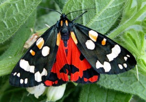 Scarlet tiger moth with the red underwings showing. Photo by Chris Manley for Butterfly Conservation.