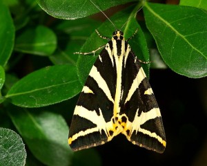 Settled with its fore wings covering its hind wings. Photo by Hamon jp.