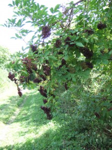 Elderberries (Sambucus nigra).