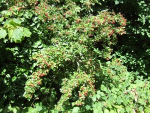 Haws ripening (Crataegus monogyna).