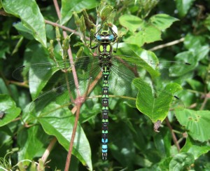 Southern hawker dragonfly (Aeshna cyanea). 