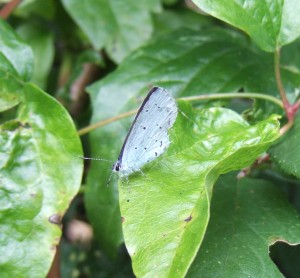 Holly blue butterfly 